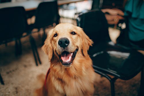 导盲犬公益支持计划